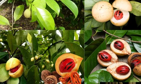 Loại gia vị trồng 3 năm mới thu hoạch,“đắt ngang vani” của Việt Nam gây sốt toàn cầu: Xuất khẩu tăng hơn 50%, Mỹ – Anh là khách mua lớn