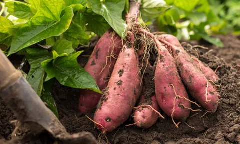 Từng bị xem là thức ăn cho lợn, loại củ này thành “siêu thực phẩm”, được người Nhật ca ngợi là "vua chống ung thư"
