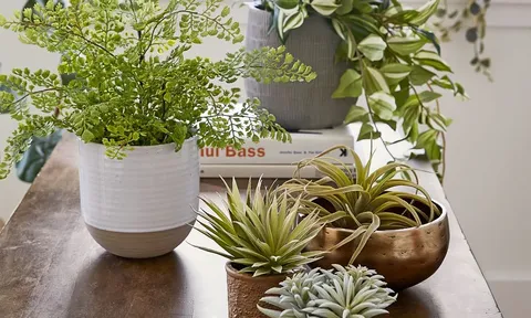 Cách phối cây cảnh khiến phòng khách đơn giản cũng trở nên sang trọng