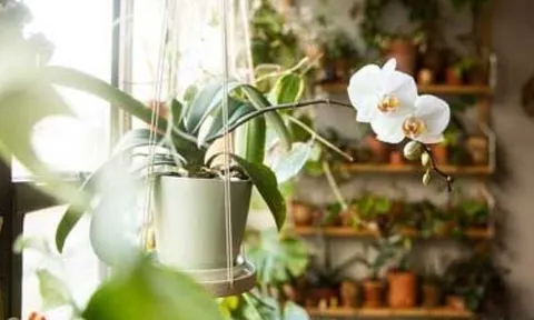 Loài hoa vừa đẹp vừa “có gu”, một chậu hoa nhỏ cũng có thể thay đổi cả “khí chất” căn nhà bạn