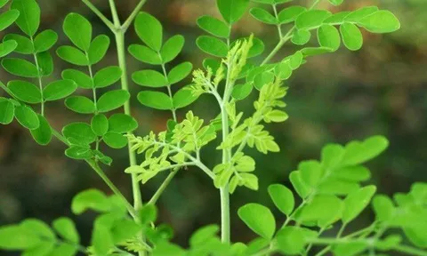 Cây này thường bị nhầm là rau ngót, canxi gấp 4 lần sữa, đem trộn tôm thịt được món thanh mát ngày hè