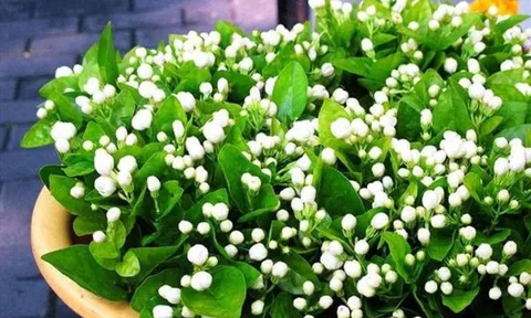 Hoa nhài có nên trồng trong nhà không?