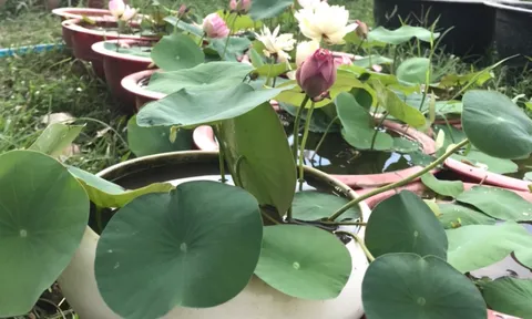 Hoa sen nên trồng ở đâu trong nhà?