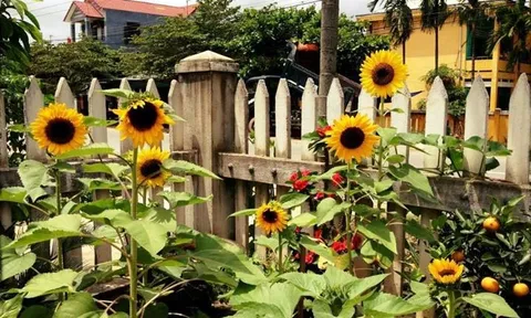 Hoa hướng dương có nên trồng trong nhà không?