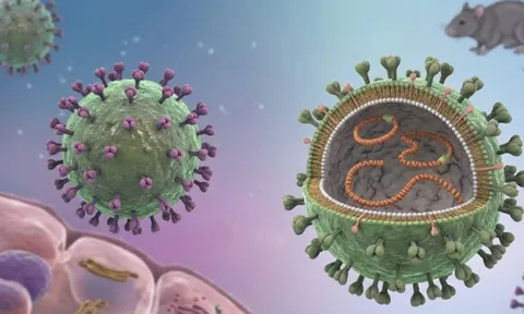 3 ca tử vong từ ổ dịch virus Hanta trên du thuyền 150 hành khách: Những cảnh báo từ WHO