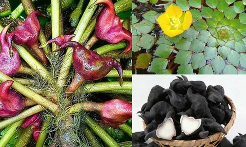 Món ăn tuổi thơ "chống đói" mọc dưới bùn nay được săn lùng: Chứa hợp chất AH13 cùng nhiều dưỡng chất quý, hỗ trợ chống ung thư