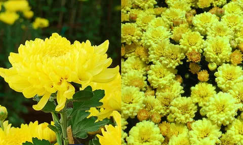 Những loài hoa thu hút năng lượng tích cực, mang lại may mắn, giảm căng thẳng hiệu quả