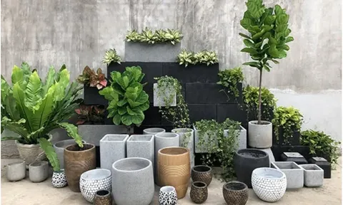 6 loại cây thu hút côn trùng, "nguy hiểm" cho không gian kín