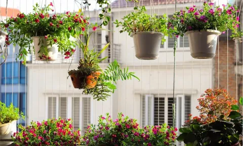 Những loại hoa mini được giới trẻ mê decor căn hộ đặc biệt yêu thích