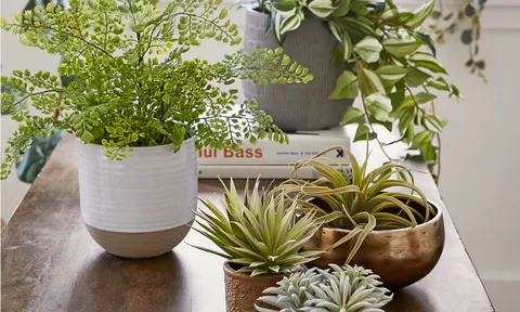 7 loại cây người lớn tuổi sẽ khuyên không nên đặt trong nhà