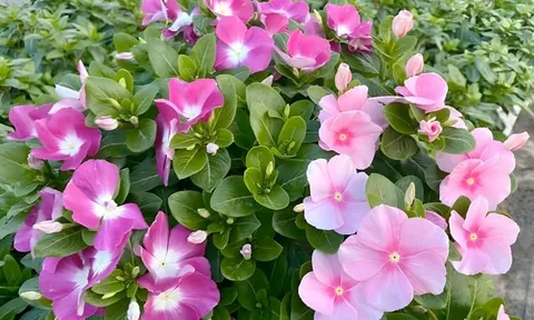 9 loài hoa “không biết mệt”: Trồng một lần, nở đẹp quanh năm