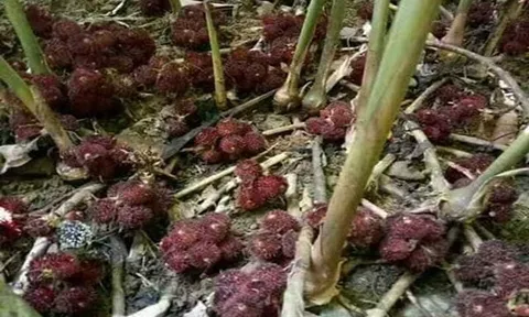 Những loại cây trồng quen thuộc trong nhà dễ trở thành nơi trú ngụ của loài rắn