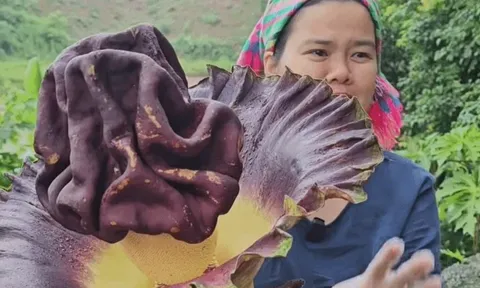Cây hoa kỳ dị, có mùi "xác thối" vào ban đêm hóa ra lại là nguyên liệu quen thuộc của "hội giảm cân"