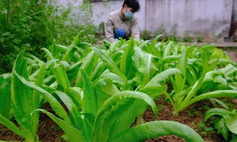 Chỉ vài nghìn đồng mỗi mớ, loại rau này chứa lượng canxi khiến nhiều người kinh ngạc, ra chợ mua ngay