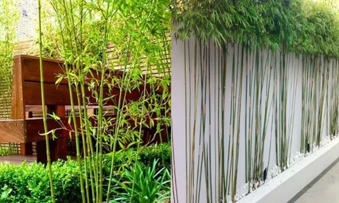 Người xưa dặn cây trước nhà không thể trồng bừa: Chọn 5 cây này thì giàu sang, gặp 3 cây này thì nên tránh
