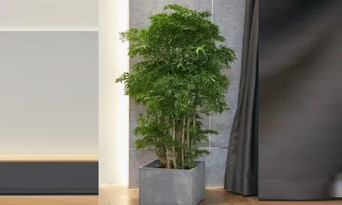 3 vị trí trồng cây đinh lăng giúp không gian sống thêm tươi mát, đón nhiều vượng khí