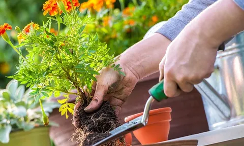 Top 12 cây cảnh cực đẹp nhưng "khó chiều", càng chăm kỹ càng dễ hỏng
