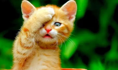 4 con giáp này được lòng tất cả mọi người, làm gì cũng có quý nhân giúp sức trong năm 2026