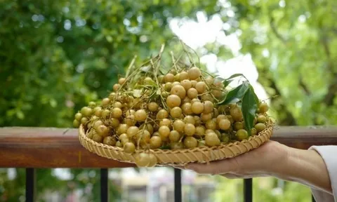 Loại quả ví như "gia vị vạn năng" chỉ có ở vùng núi phía Bắc: Từng mọc đầy ven rừng nay có tiền chưa chắc mua được loại ngon