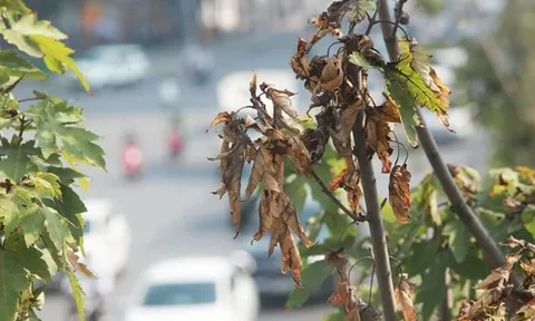 Người xưa dặn: "Đừng để cây khô trước cửa, đừng để dây leo quấn nhà"
