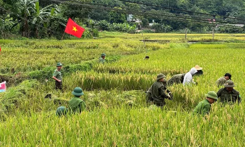 Mùa gặt đặc biệt trên cánh đồng Xuân Quang