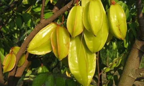 4 lý do người xưa thích trồng cây khế trước sân, có lý do khiến nhiều người bất ngờ