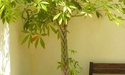 4 vị trí phạm phong thuỷ không nên đặt cây Kim ngân