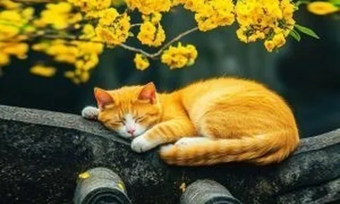 4 con giáp “duyên đến chậm”: Càng giỏi giang càng dễ lỡ hẹn tình yêu