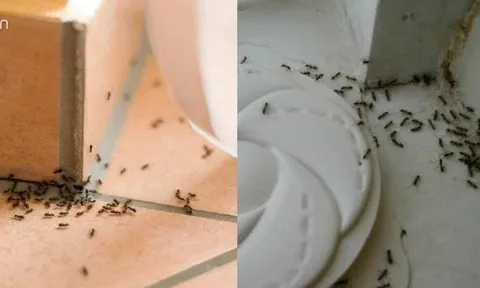 Mẹo đuổi kiến hiệu quả bằng nguyên liệu tự nhiên không cần hoá chất