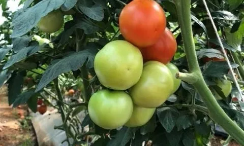 Những thực phẩm tưởng “vô hại” trong gian bếp nhưng có thể gây ngộ độc nếu sử dụng sai cách