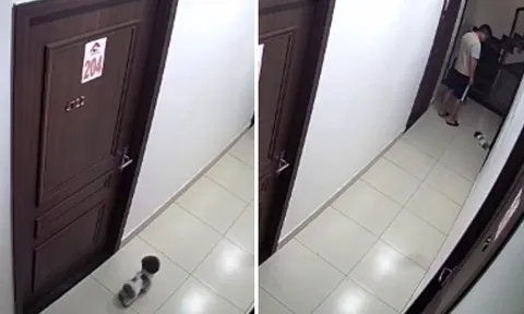 Chú chó nhỏ bị đá chết trong hành lang chung cư: Camera an ninh ghi lại hành vi phẫn nộ của nam thanh niên