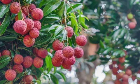 Vải thiều ngọt lịm mùa hè, người cao huyết áp ăn thế nào để không hại sức khỏe?