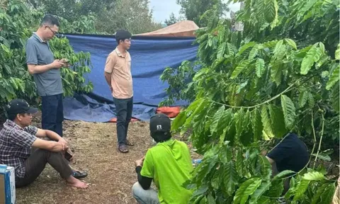 Phát hiện thi thể người phụ nữ trong rẫy cà phê ở Đắk Lắk lúc nửa đêm: Bàng hoàng hung thủ gây án