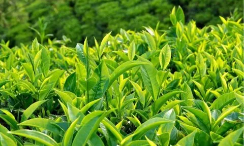 Uống trà xanh thay cà phê suốt nửa năm, bác sĩ nhận kết quả sức khỏe khiến nhiều người ngạc nhiên