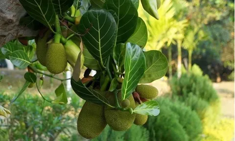 Không chỉ có quả, cây mít còn ẩn giấu một “vị thuốc” ngay trên tán lá