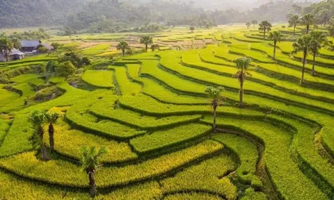 Loài cây mọc hoang ở Thái Nguyên bất ngờ được giới khoa học "săn tìm", có gì đặc biệt?