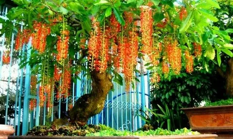 Có nên trồng cây lộc vừng trước cửa nhà?