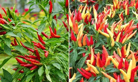 Có nên trồng cây ớt trước cửa nhà?