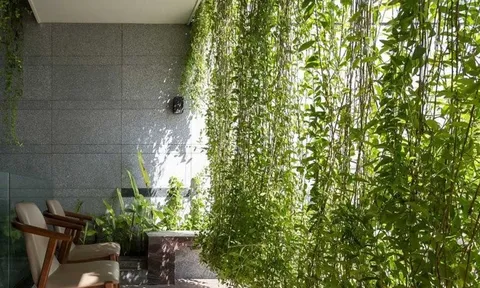 Có nên trồng cây dây leo trong nhà?