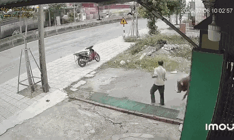 Bị bò tấn công liên tiếp, hành động sau đó của người đàn ông khiến nhiều người sửng sốt, camera ghi lại toàn bộ sự việc