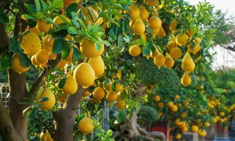Có nên trồng cây bưởi trước nhà? Ý nghĩa phong thuỷ là gì?