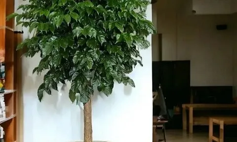 Có nên trồng cây Hạnh Phúc trong nhà? 4 vị trí trồng đẹp nhất để thu hút tài lộc