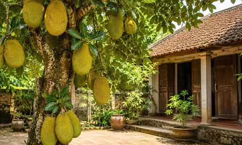 Trồng cây mít trước hay sau nhà tốt hơn?