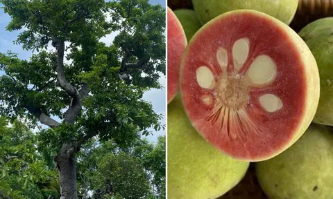 Có nên trồng cây chay trước nhà?