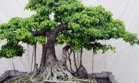 Có nên trồng cây si trước nhà?