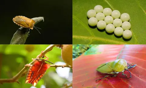 Một đêm thức dậy, người đàn ông thấy vỏ gối phủ đầy "hạt xanh", sự thật phía sau khiến nhiều người rùng mình