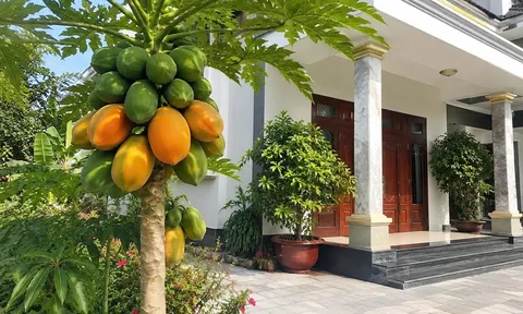Có nên trồng cây đu đủ trước cửa nhà?