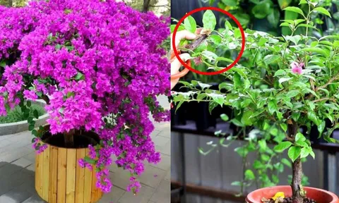 Hoa giấy chỉ tốt lá mà mãi không nở hoa? Làm cách này cây bung nụ dày đặc, hoa nở rực rỡ quanh năm