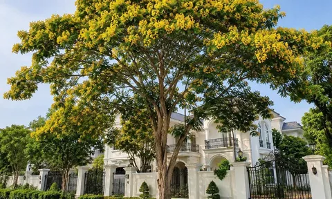 5 cây nên trồng trước nhà: Trồng càng lâu càng quý giá