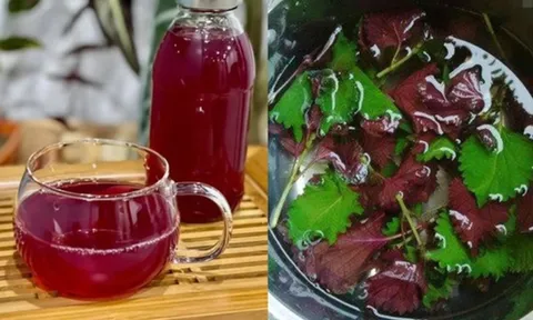 Lá tía tô nấu nước uống đang "gây sốt": Chuyên gia nói gì về công dụng thực sự?